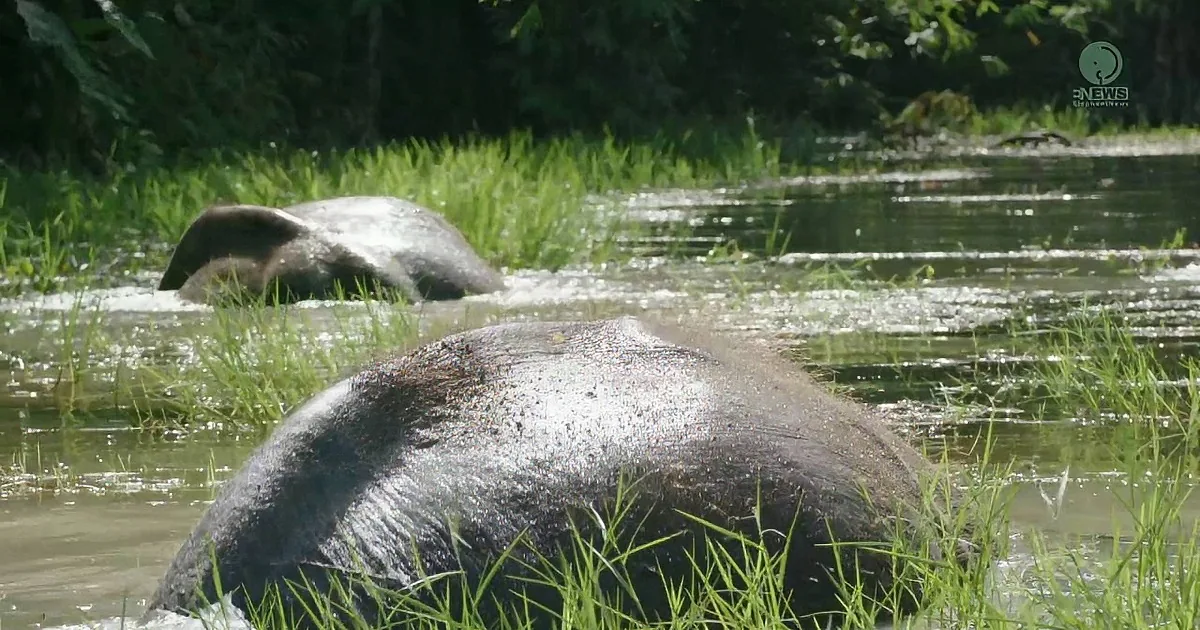 Two elephants partially submerged in a river, surrounded by lush greenery.