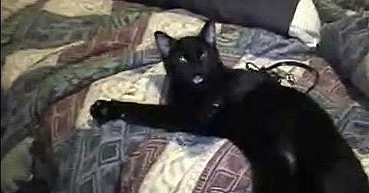 You Won''t Believe This Lazy Cat''s Epic Response When His Dad Tries to Wake Him up! OMG!