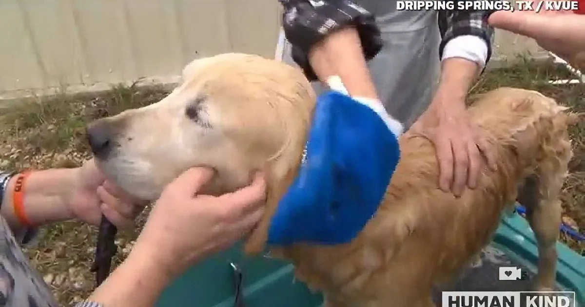 A golden retriever is being bathed by people using a blue hose and towel.