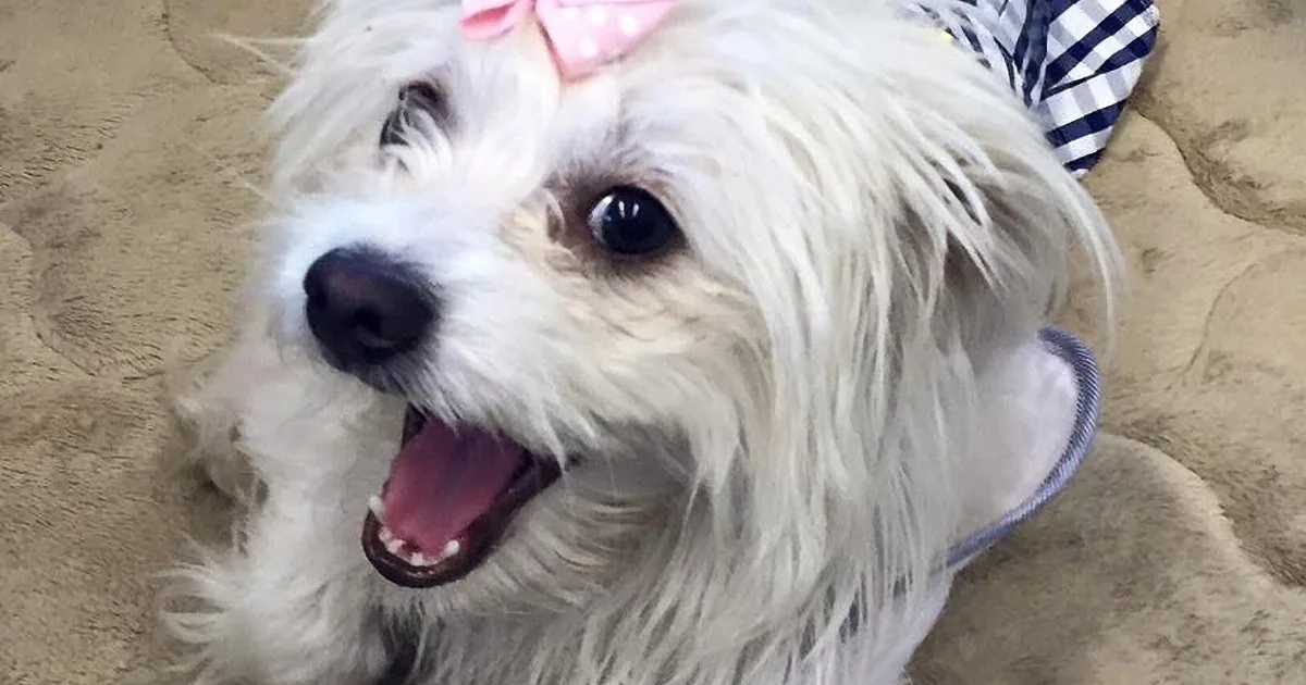 A fluffy white dog with a pink bow and blue checkered hat on its head is lying on sandy ground.