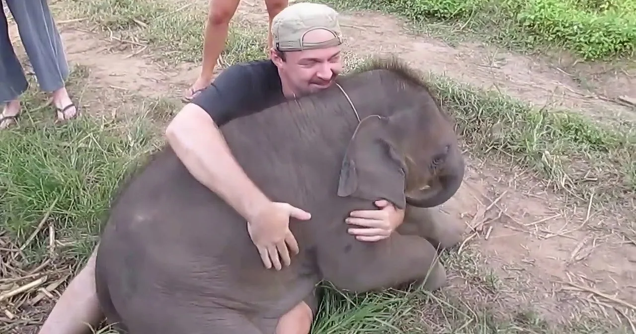He Spotted a Baby Elephant Lying Alone, but When He Tried to Comfort Him? Unbelievable!