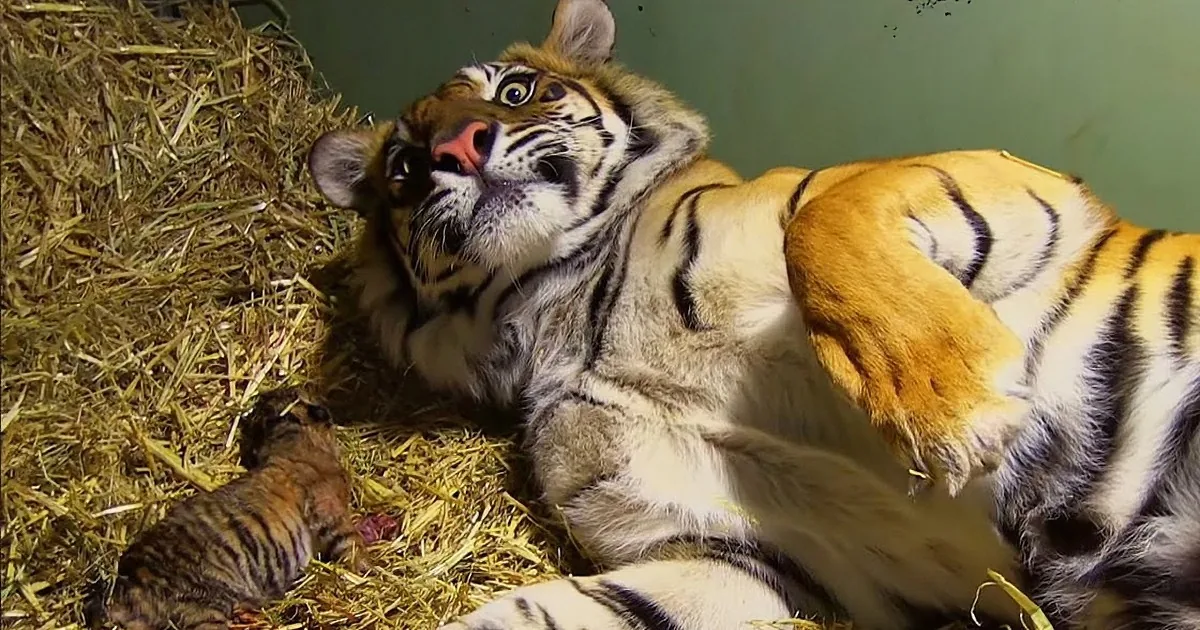 Mama Tiger Gave Birth to Her Cub, but What Happened After a Few Minutes? You''ll Be Shocked!