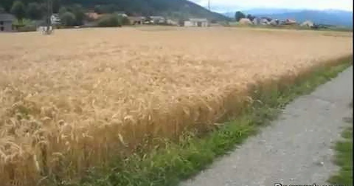 Golden wheat field stretches across the foreground, bordered by a dirt path and houses in the background.
