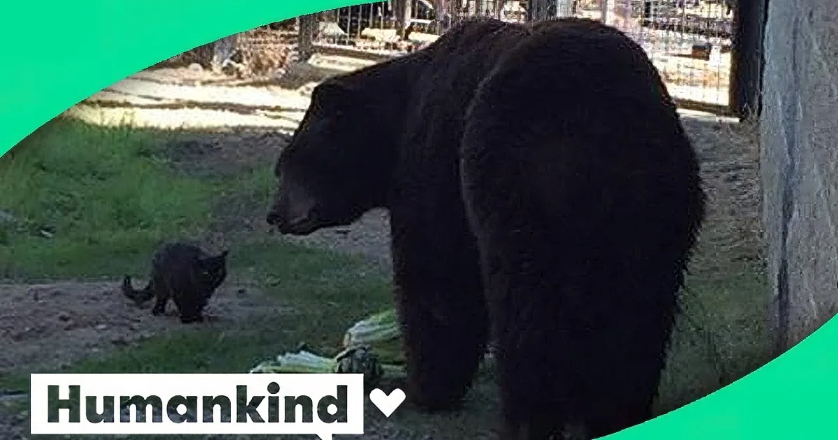 A Tiny Cat Wandered Into a Bear Exhibit, Now Watch When She Walks up to a Big Bear
