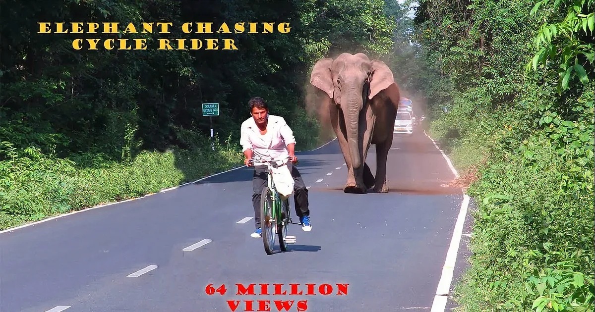 A cyclist on a road encounters a large elephant spraying dust, surrounded by greenery.