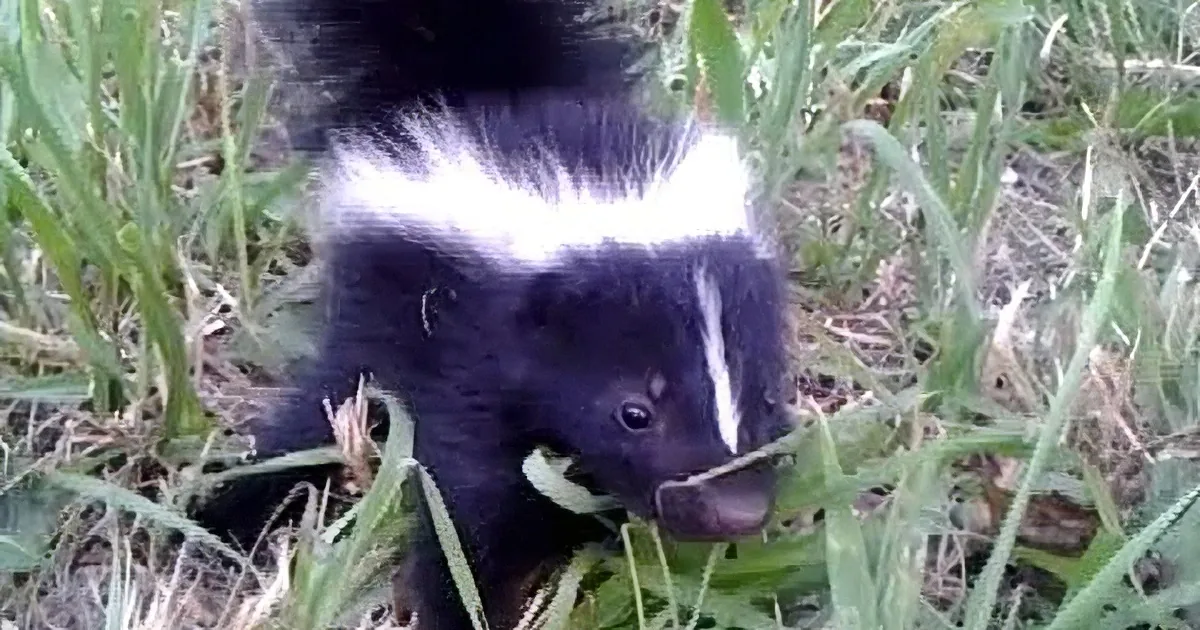 Tiny Baby Skunk Hilariously Follows This Man Everywhere