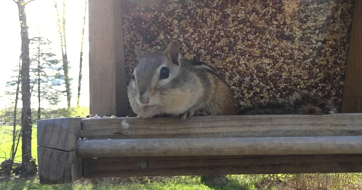A chipmunk sits inside a wooden bird feeder filled with seeds, surrounded by a grassy outdoor setting.