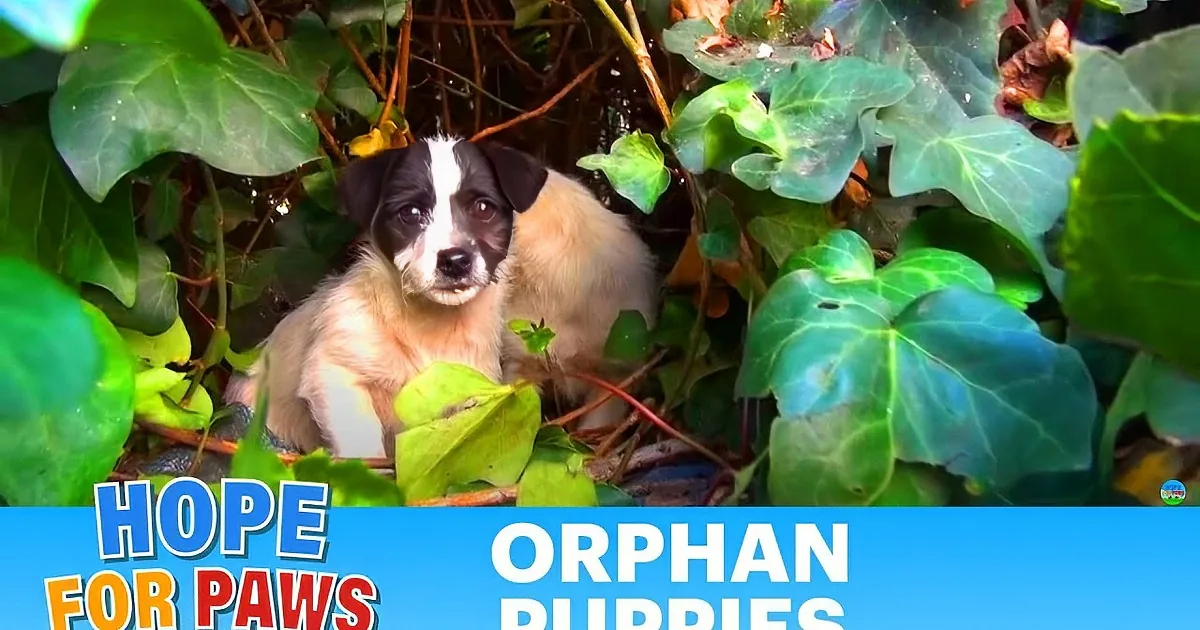A small puppy peeks out from a nest of twigs and branches, surrounded by natural debris.