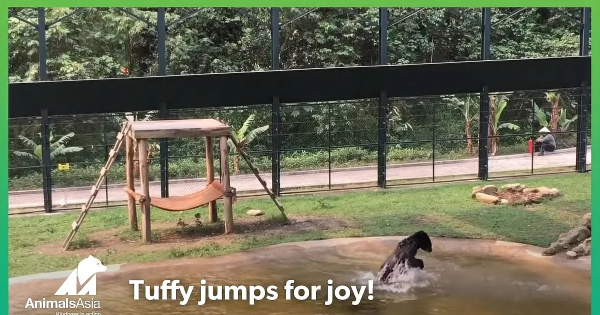 A bear swims in a pool surrounded by grass and a fenced enclosure with a person in the background.