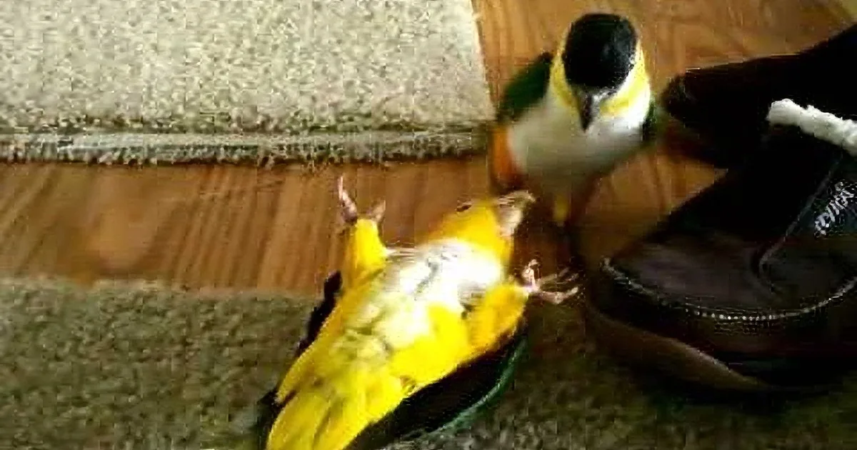 Two parrots, one yellow and one green, are perched on a pair of black shoes on a carpeted floor.