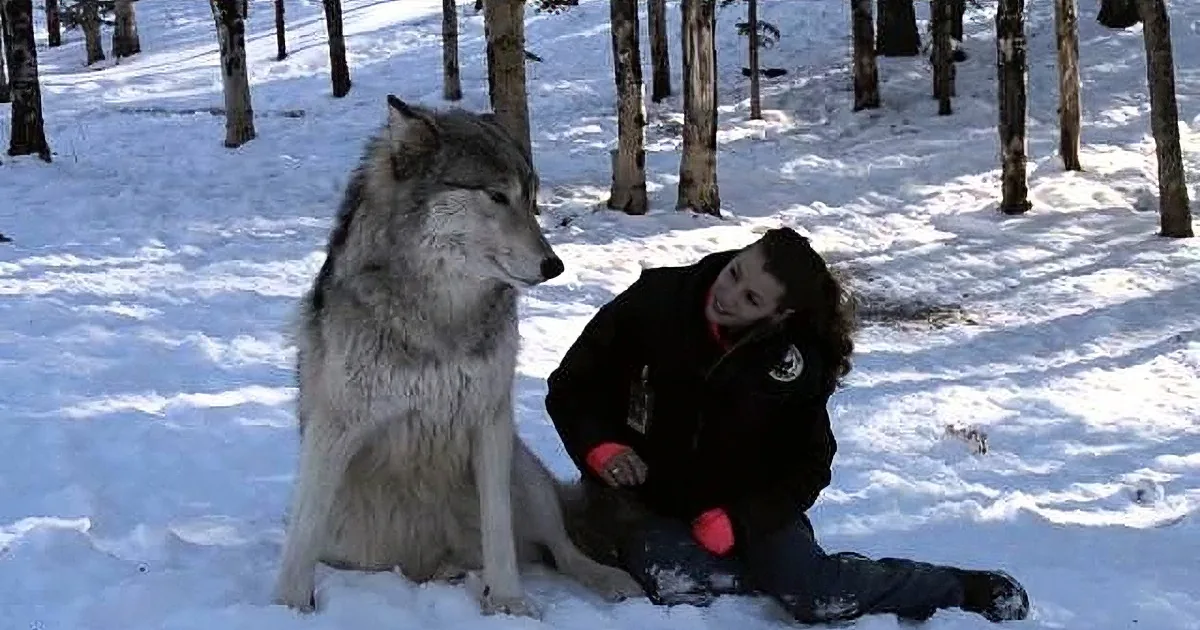 A person in winter gear kneels beside a large wolf in a snowy forest setting.