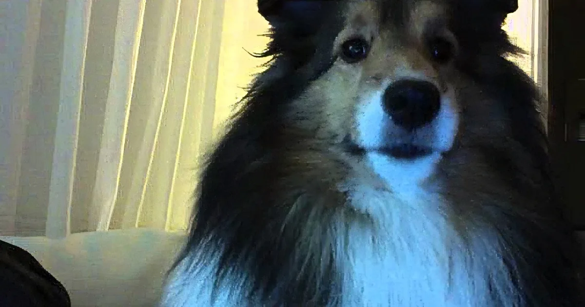A fluffy dog with a mix of black, brown, and white fur is looking directly at the camera.