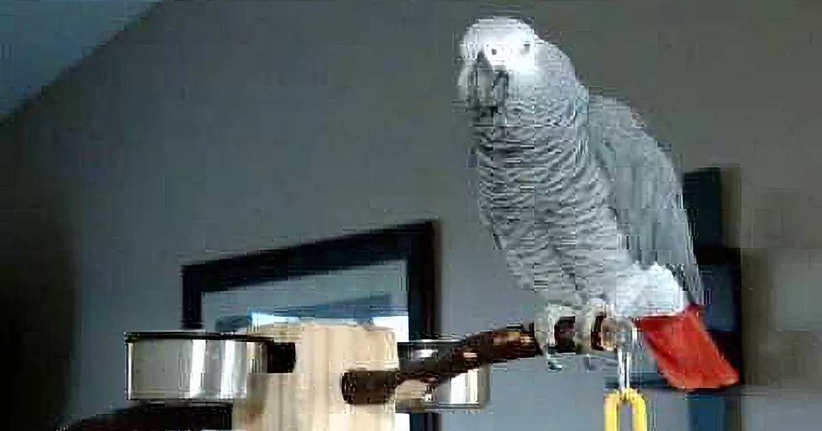 A grey parrot perches on a wooden stand, surrounded by various objects in a room.