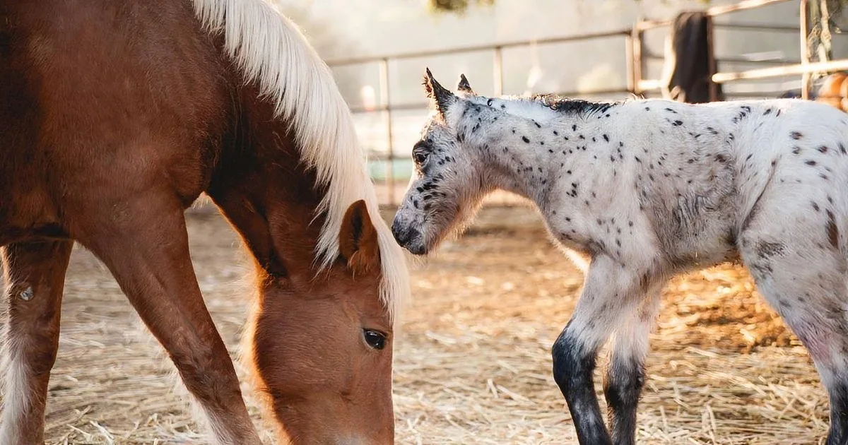 This Rare Spotted Foal Will Take Your Breath Away. Keep a Close Eye When This Happens! Wow!