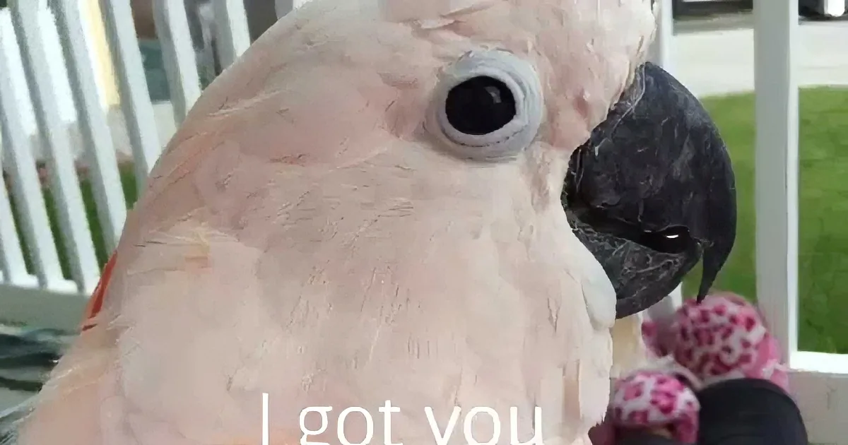 Cockatoo Sees a Thunderstorm in the Distance. Now Pay Close Attention to His Next Words! Whoa!