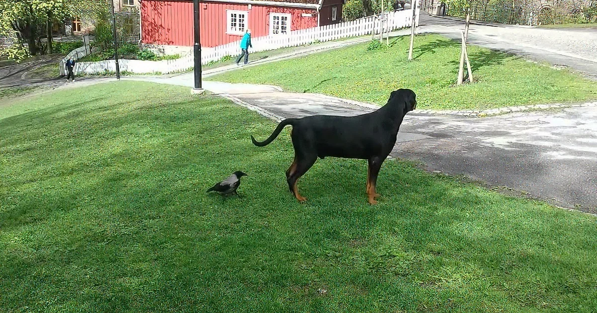 Dog Is Totally Unaware of the Crow Right Behind Him. What Does the Crow Do to Get His Attention? Hilarious!