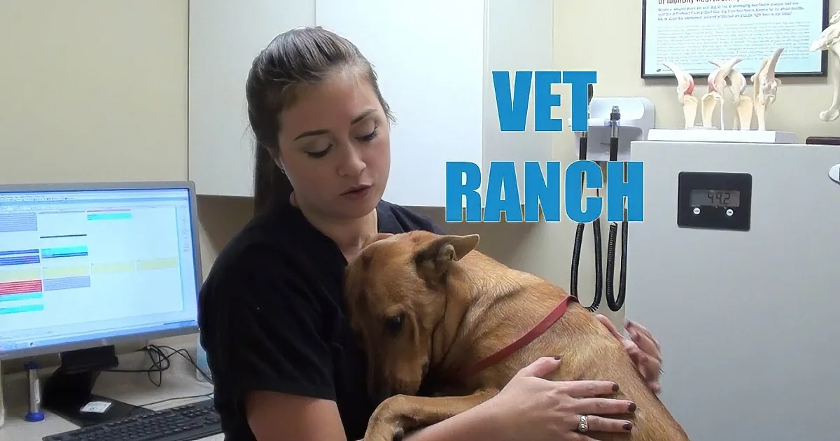 This Poor Dog Was About to Be Put to Sleep for No Reason. but Now He Gives the Best Hugs!