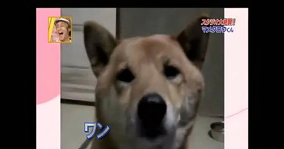 A dog is in the center of the image, looking directly at the camera with a pink and white frame around it.