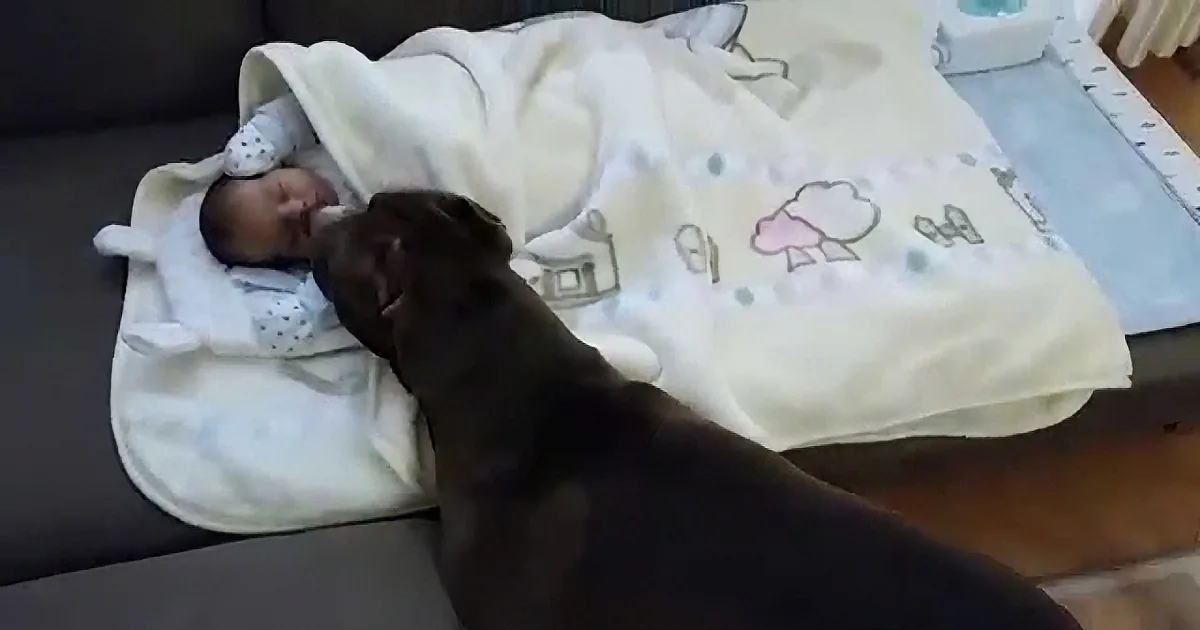 A baby wrapped in a blanket is being gently kissed by a large, dark dog on a couch.