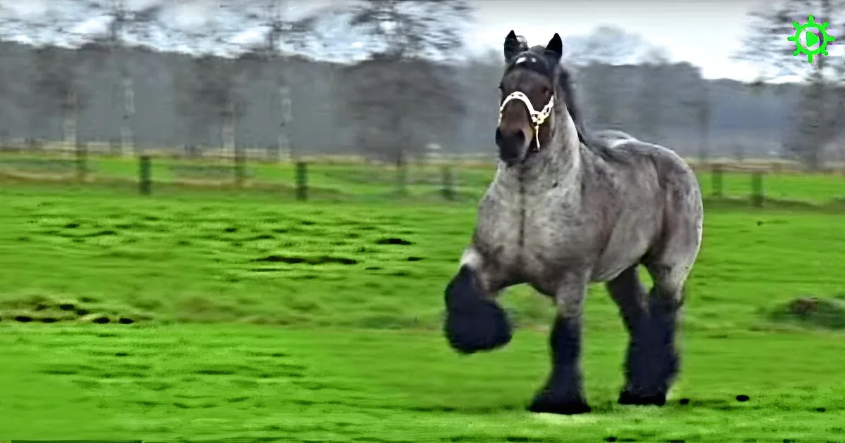 When This Giant Horse Starts His Trot? Mind-Blowing!