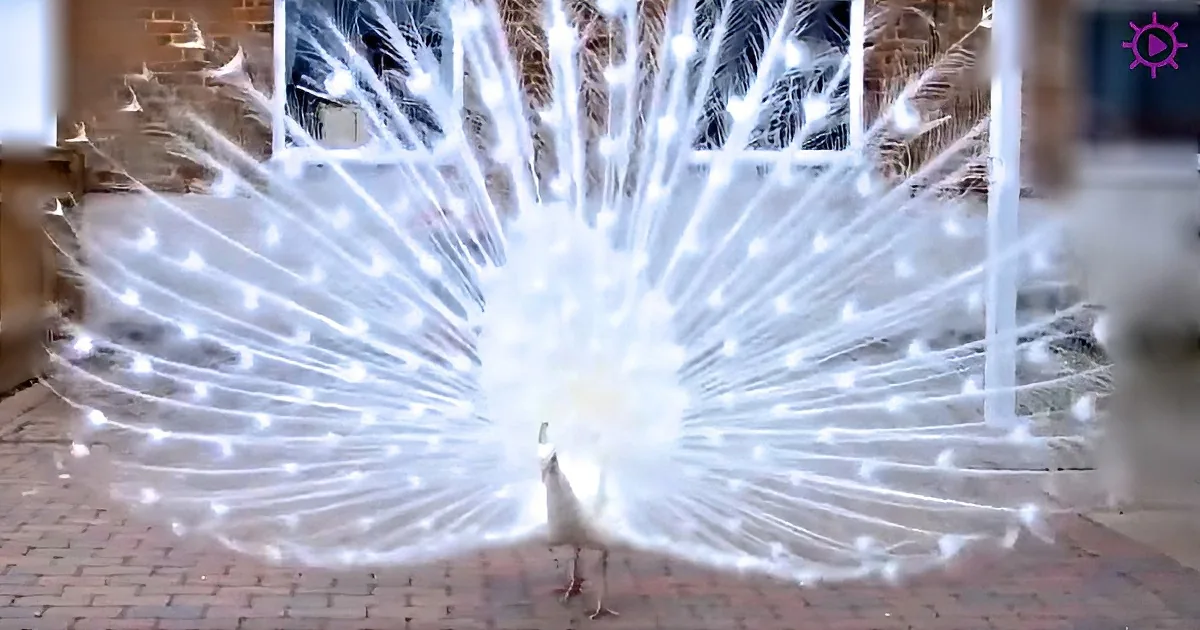 A white peacock with glowing, illuminated tail feathers stands on a brick walkway.