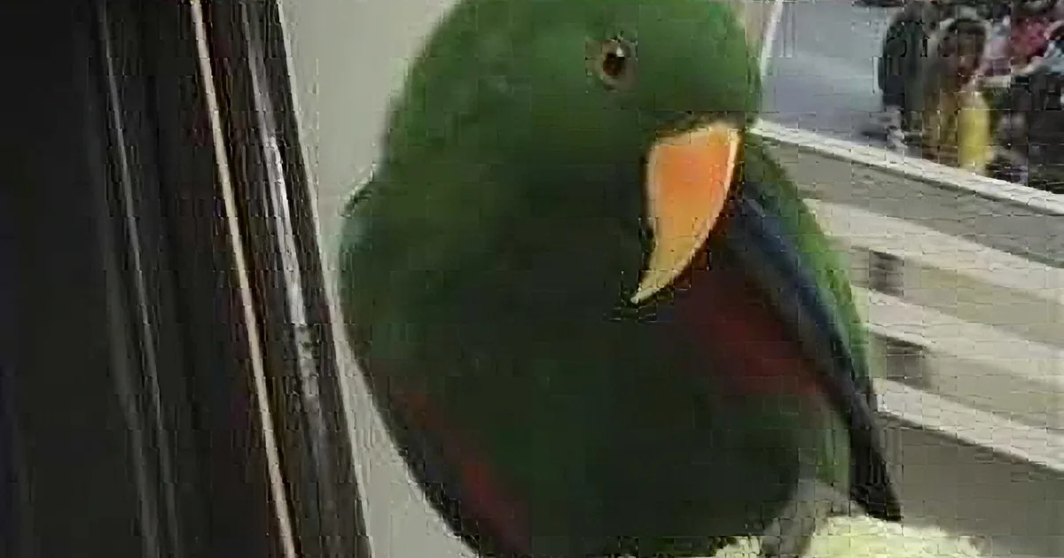 He Looks Like an Ordinary Parrot, but Watch How He Answers Mom''s Questions! You''ll Be Stumped!