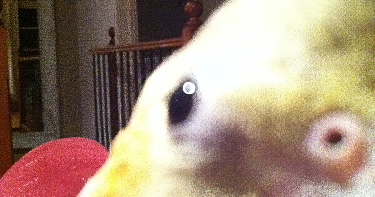 A close-up of a yellow bird with a red object in its beak, indoors with a staircase in the background.