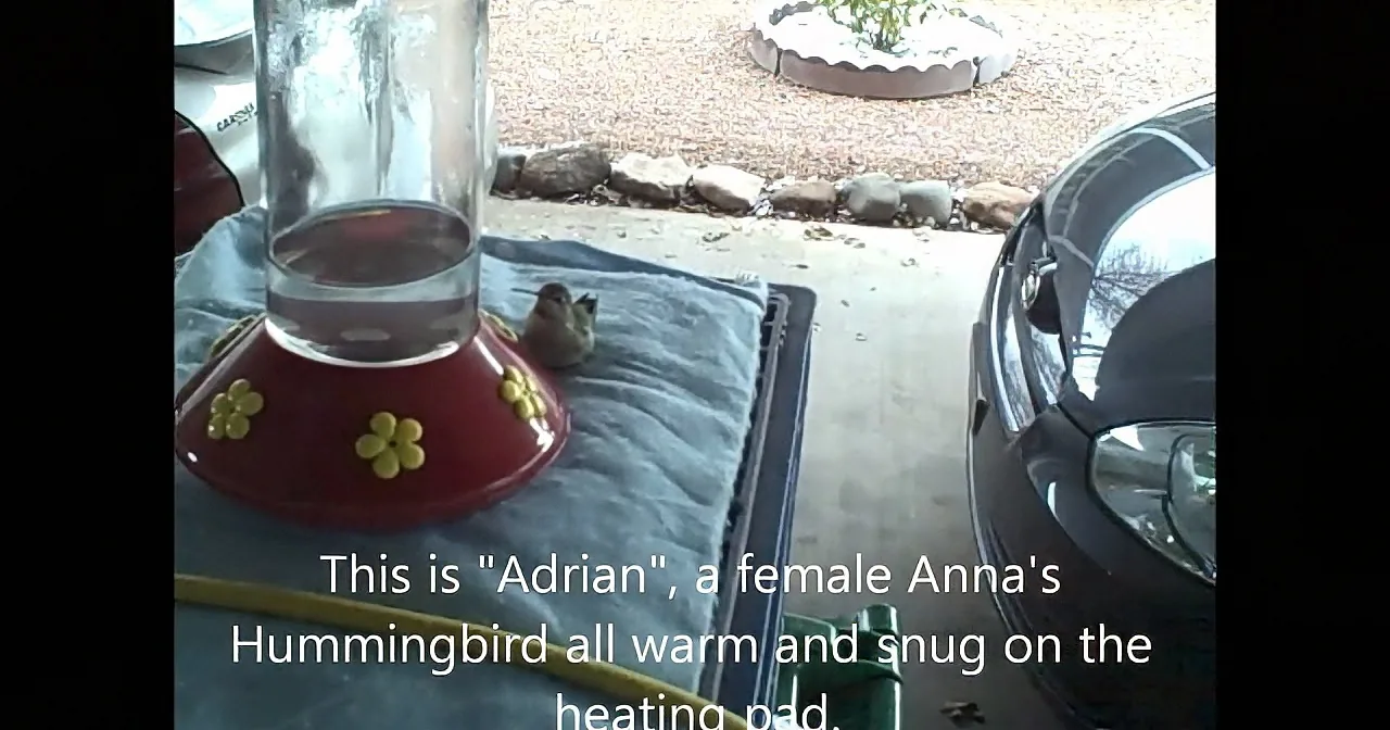 A hummingbird named Adria is cozy on a heating pad near a car and a feeder.