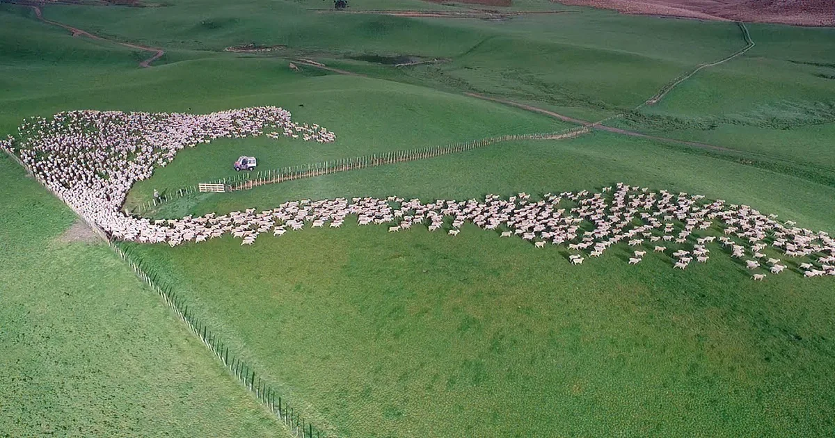Aerial Footage of Sheep Herding in New Zealand Is Mesmerizing