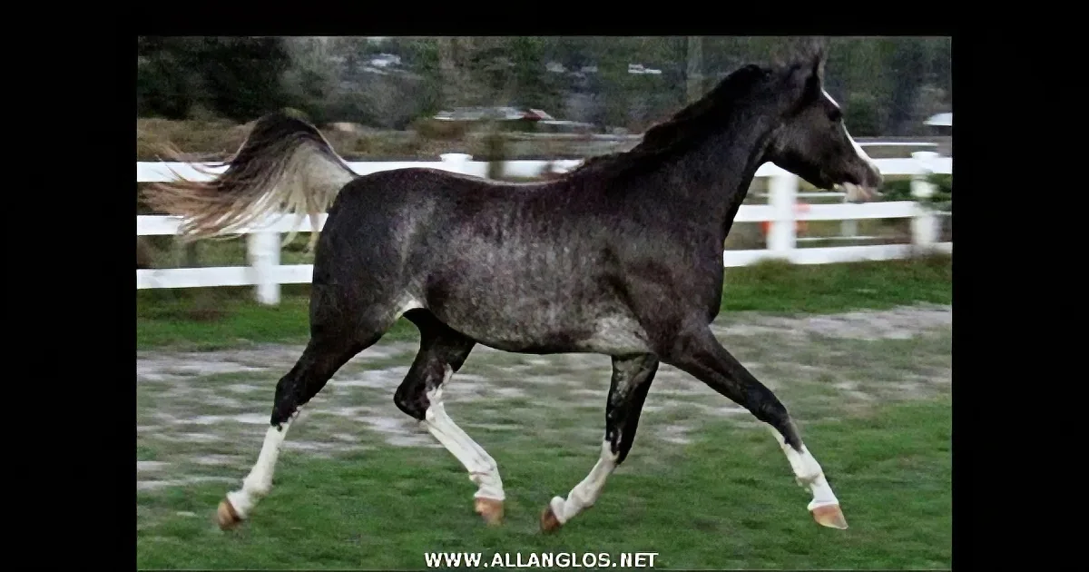 A dark gray horse with white markings runs gracefully in a fenced pasture.