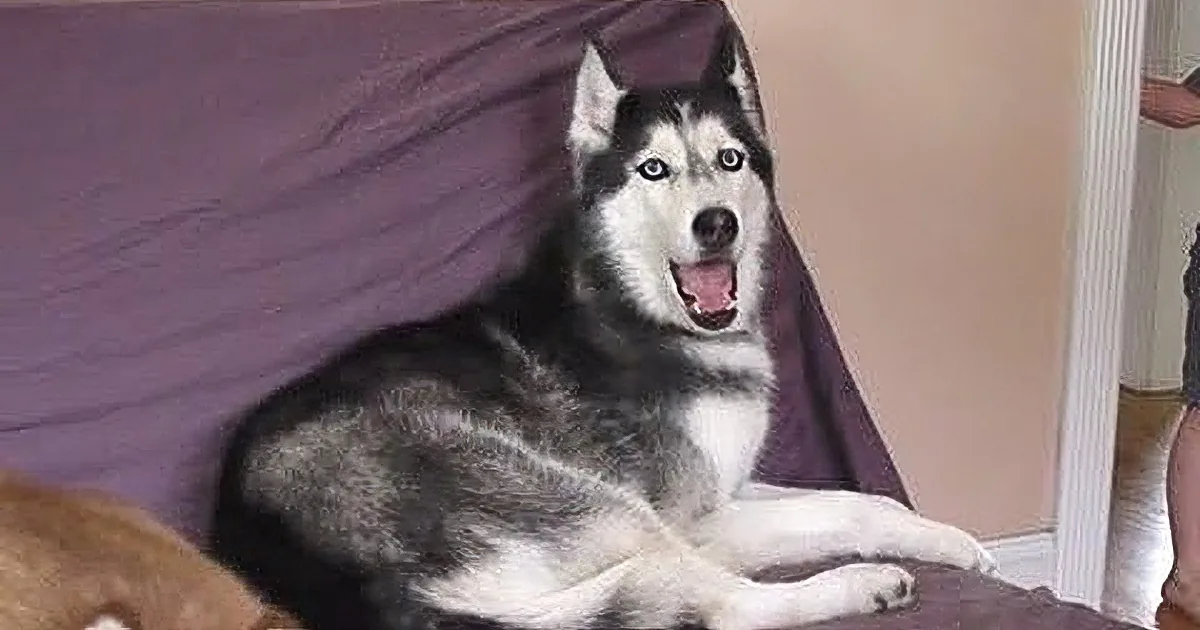 A husky dog with striking blue eyes is lying on a purple couch, appearing relaxed and alert.