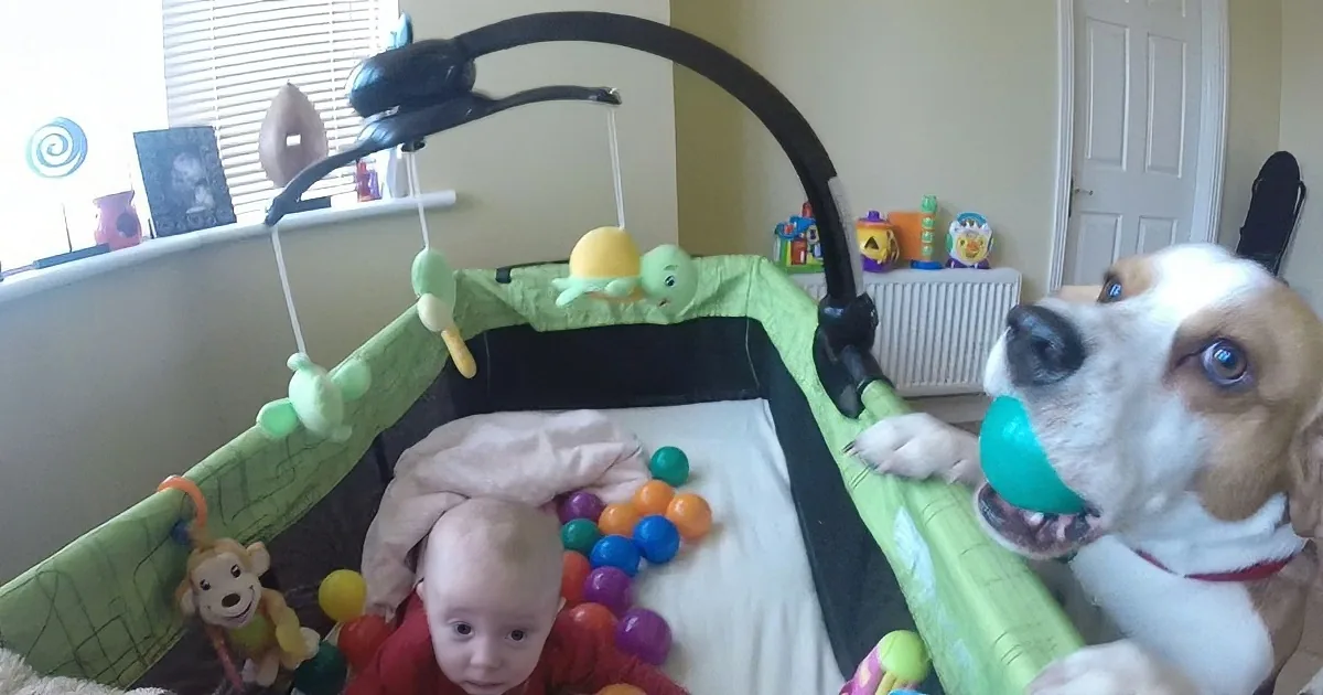 A dog holds a blue ball while a baby in a playpen looks on, surrounded by colorful balls and toys.