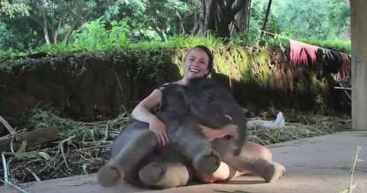 A woman is sitting on a wooden platform, smiling, with a large elephant calf resting its head on her lap.