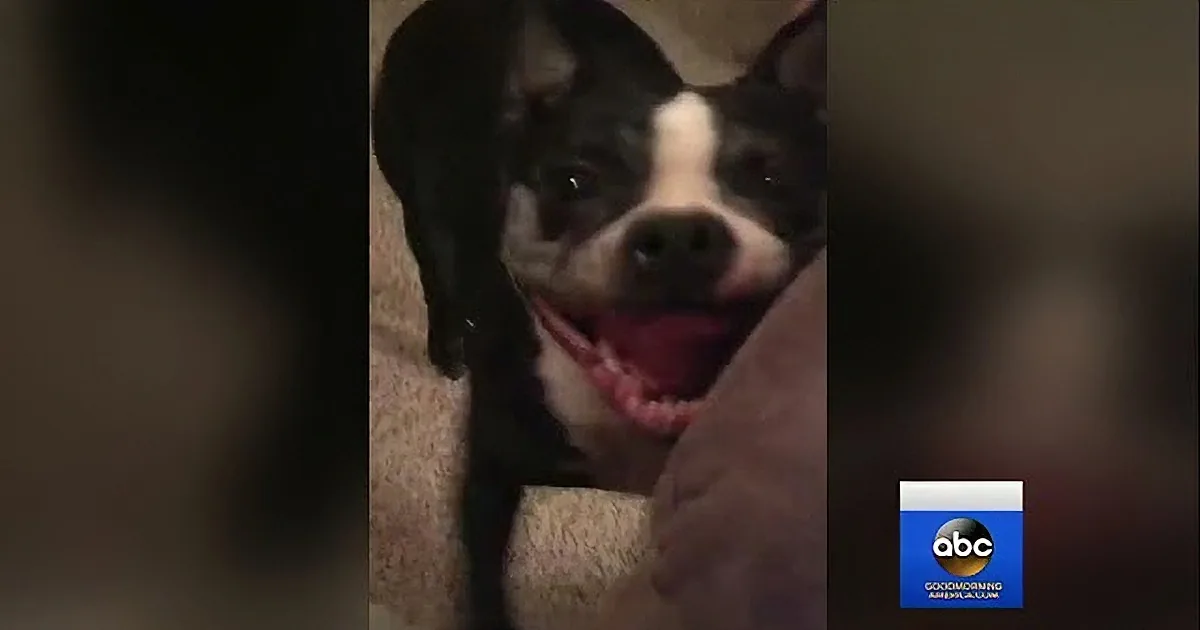 A happy black and white dog with a pink tongue sticking out, sitting on a couch.