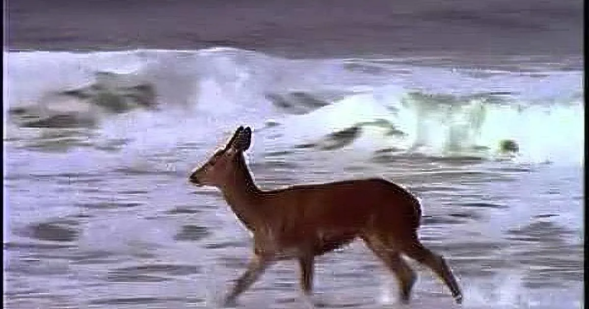 A deer is running through shallow ocean water with waves in the background.