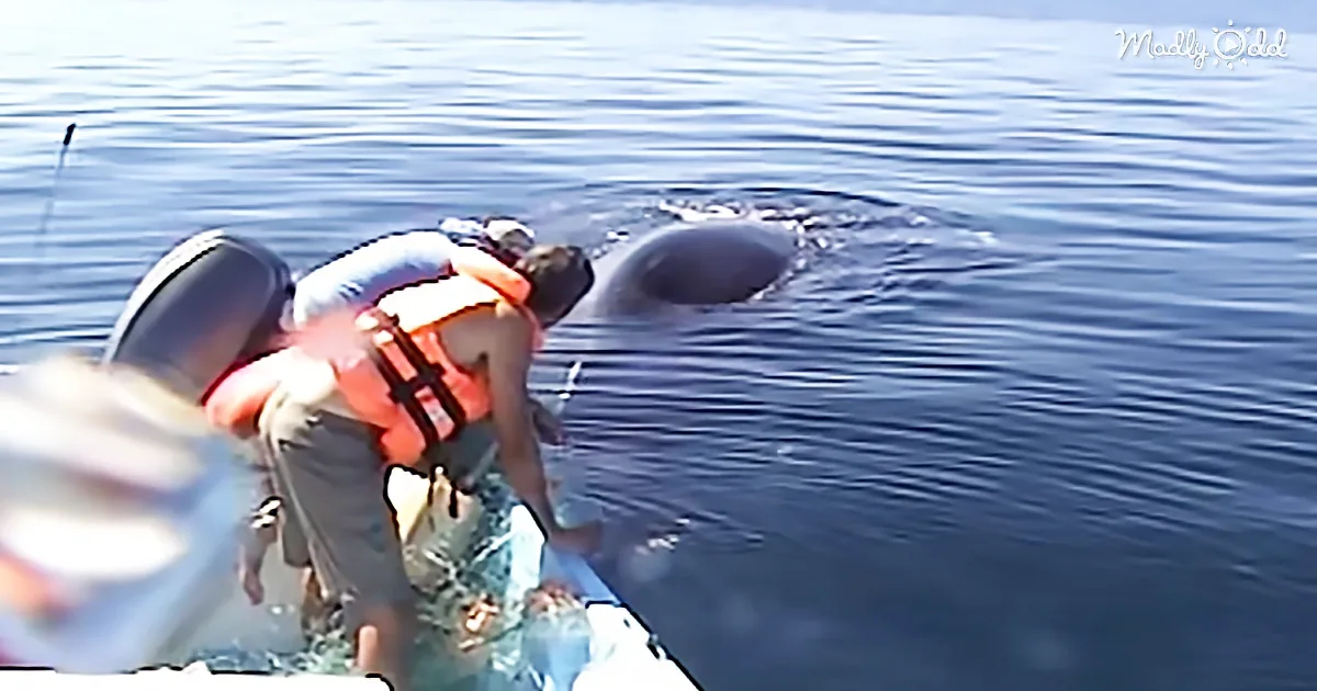 Saving Valentina: the Story of Michael Fishbach Rescuing a Net-Tangled Whale. Beautiful