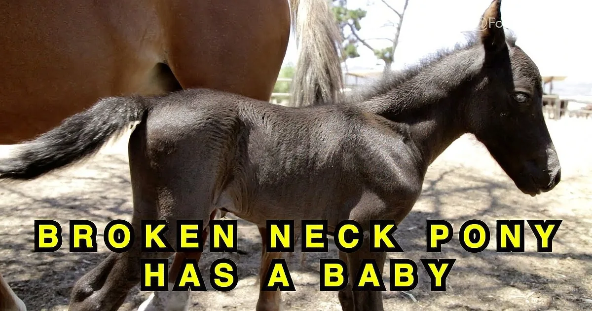 A black foal stands beside its mother, both on a dirt ground, with text overlay.