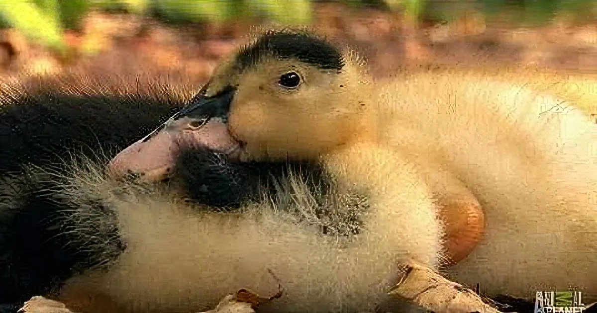 A fluffy duckling with a black head and yellow body is nestled among autumn leaves.