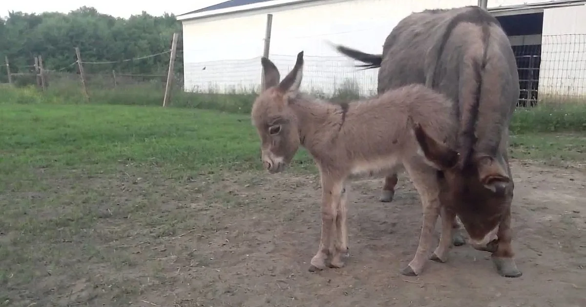 A donkey and a pig are standing close together in a grassy, fenced area near a barn.