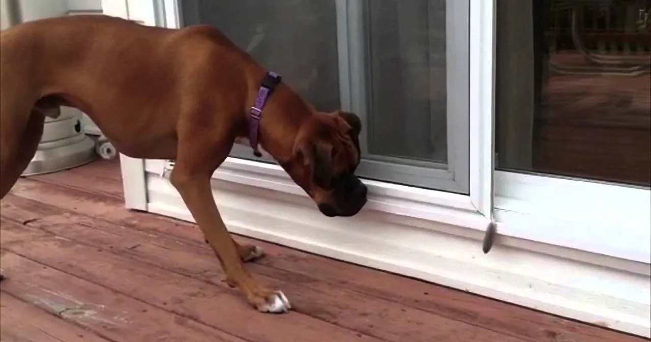 A brown Boxer dog wearing a purple collar stands on a wooden deck, sniffing the floor near a sliding glass door.