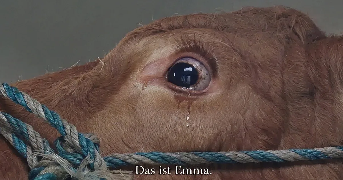 A close-up of a brown calf's face with a rope around its neck, and the text "Das ist Emma."