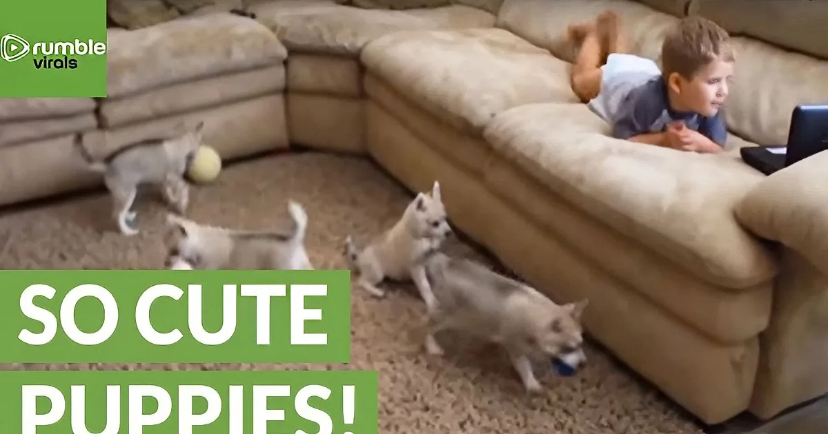A boy lies on a couch watching puppies play with a ball on the floor.