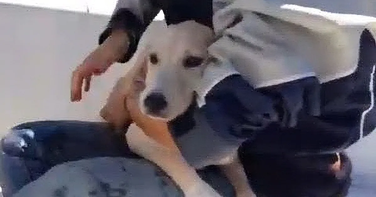 A dog is being petted by a person in a casual setting.