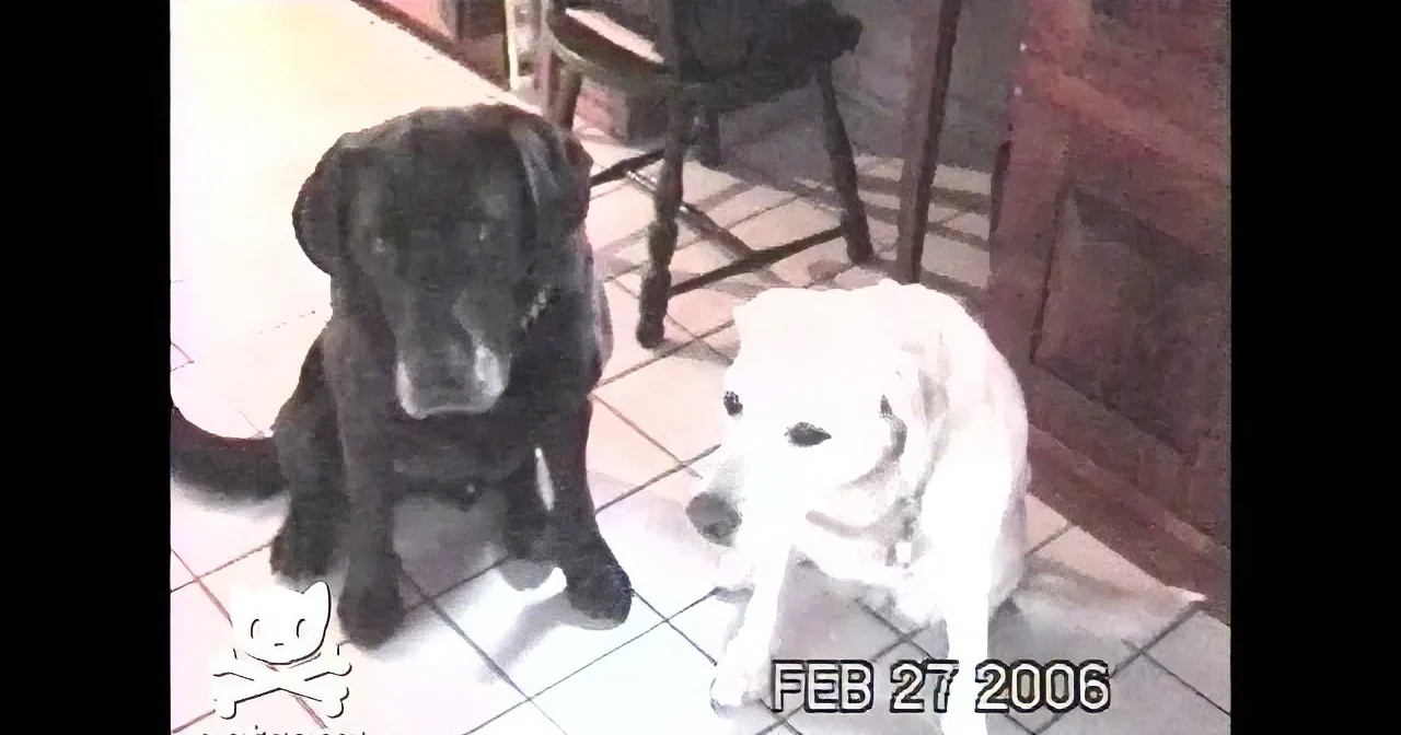 Two dogs, one black and one white, sit on a tiled floor, looking at the camera.