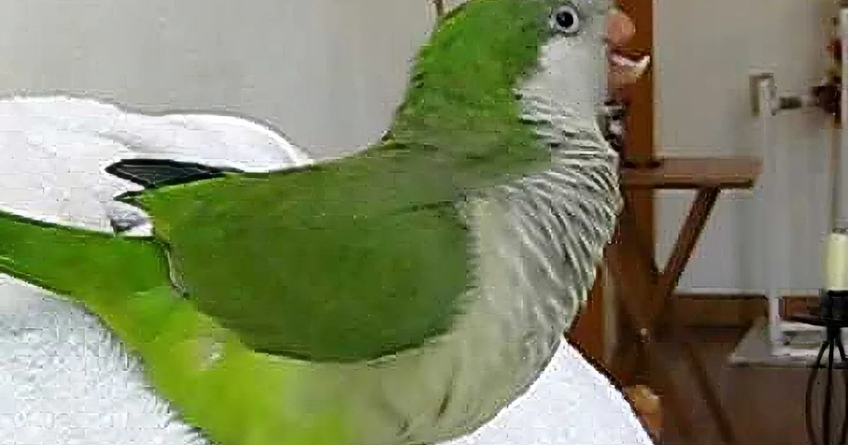 A green and white parrot perches on a white towel, with a blurred background showing furniture and a door.