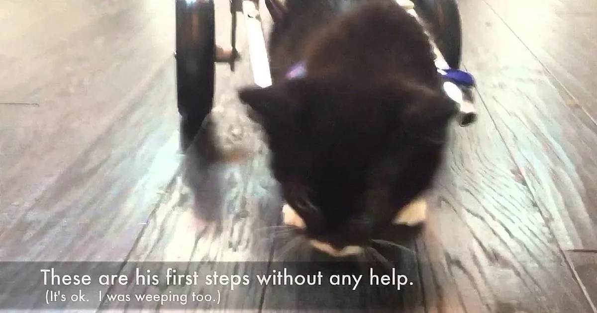 A black dog wearing a purple collar is walking on a wooden floor, with a wheelchair in the background.