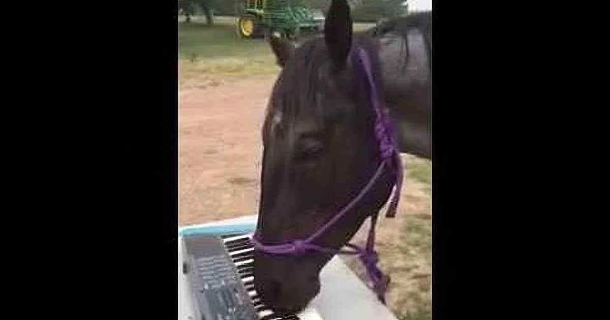A horse wearing a purple halter stands beside a keyboard, with a tractor and trees in the background.