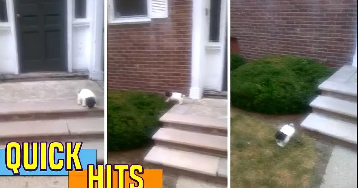 A black-and-white cat explores a house's front yard and steps.