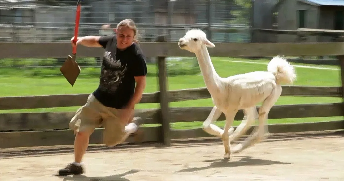 A man in a black shirt and khaki pants is running with a red object in his hand, pursued by a white alpaca.