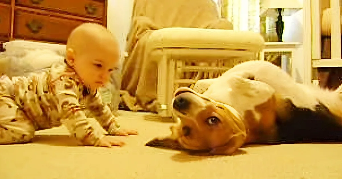 A baby in pajamas crawls on a carpet, facing a relaxed dog lying on its back.